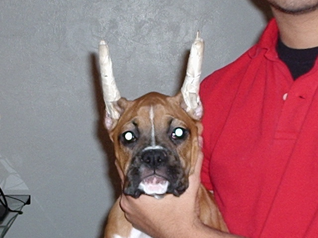 14 Week Head Shot