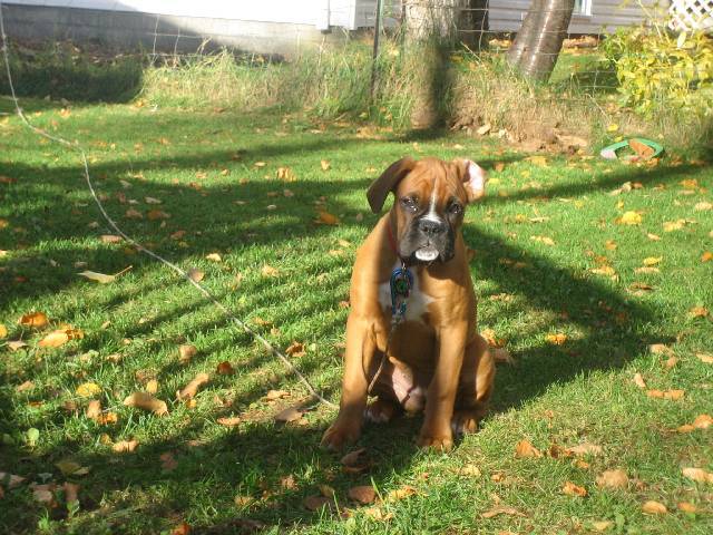 14 wks