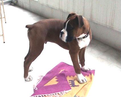 16 weeks