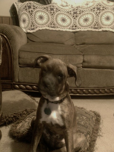 17 Weeks Old