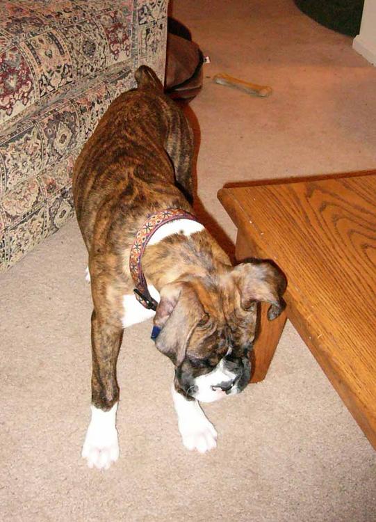 18 week old Otis