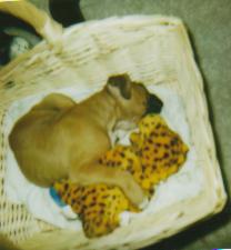 1st day home for Cashious(6 weeks old)