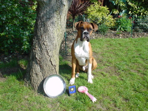 1st in Training Class