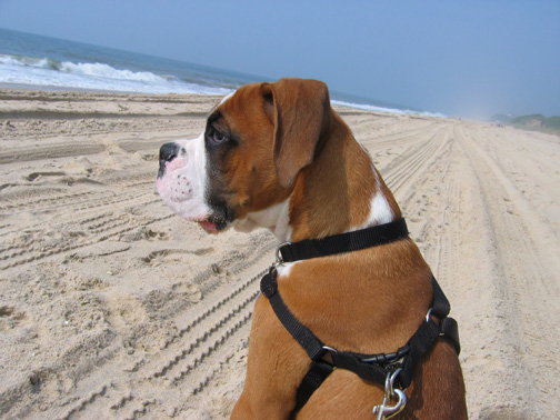 1st trip to the beach