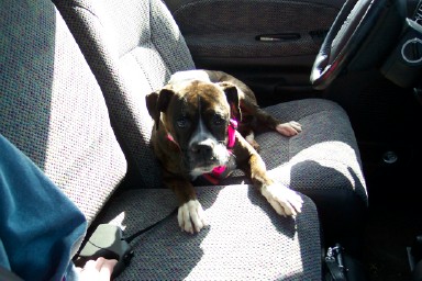 2/10/04 pick-up from shelter