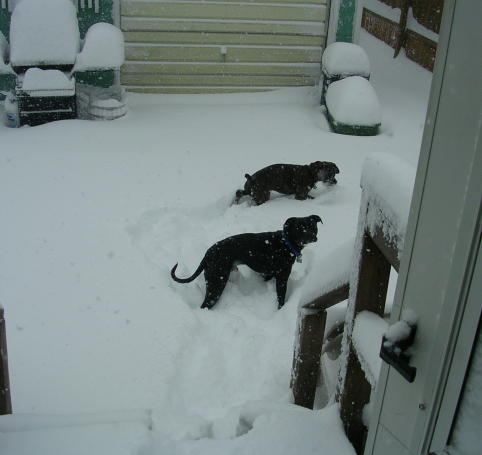 2/12/06 snow 3