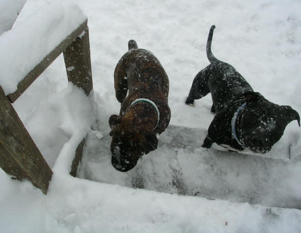 2.12.06 snow 4