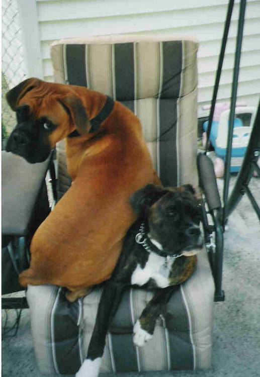 2 big dogs 1 little swing