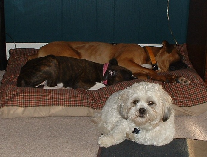 2 boxers and the guard dog