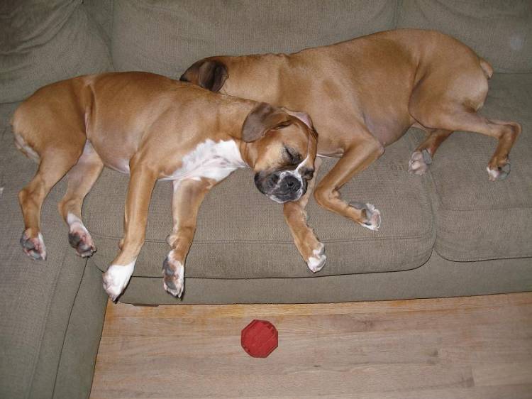 2 Love Birds
