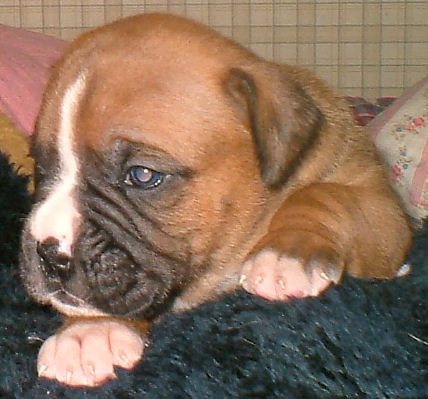 2 Weeks old.