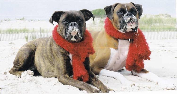 2005 Holiday Photo of Gabriella & Bosco