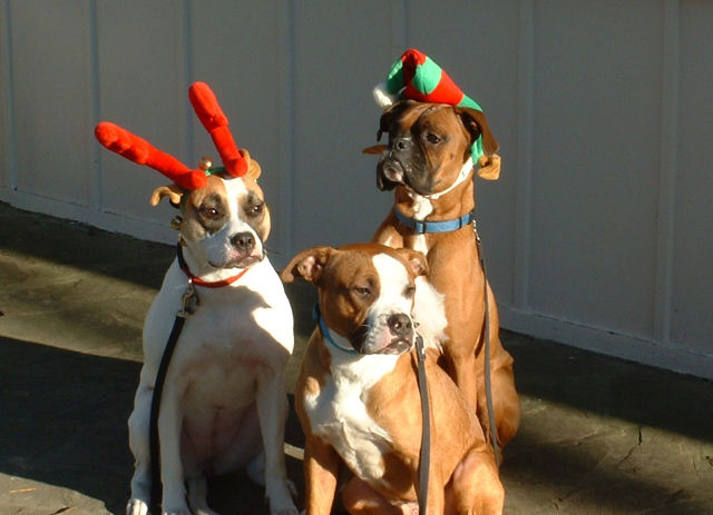 2006 Christmas card