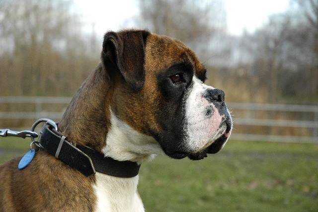 2yo henri