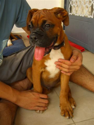 3.5 mths old fawn boxer