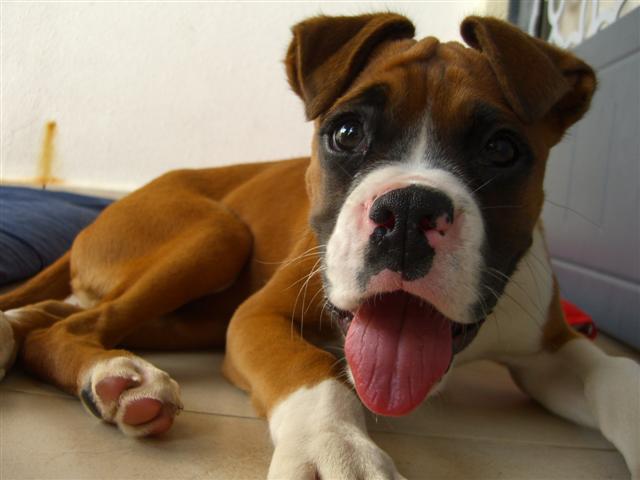 3.5 mths old fawn boxer