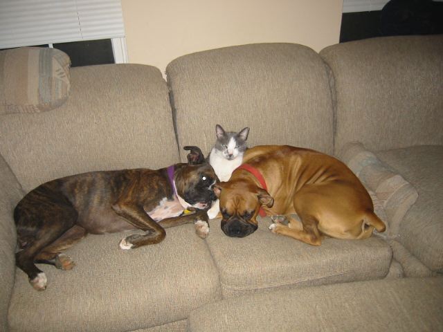 3 Amigos