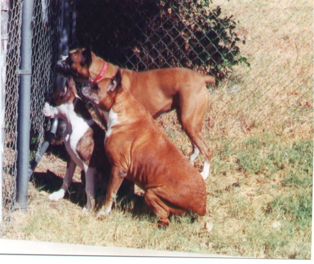 3 Boxeteers!  Sept 2000