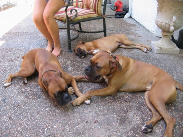 3 dogs