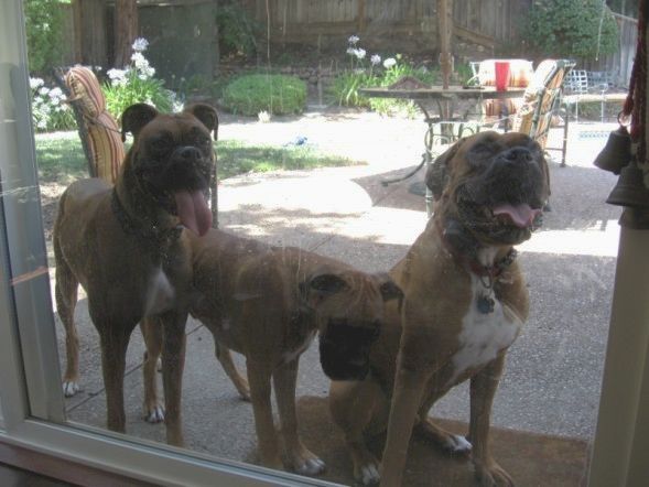 3 dogs01