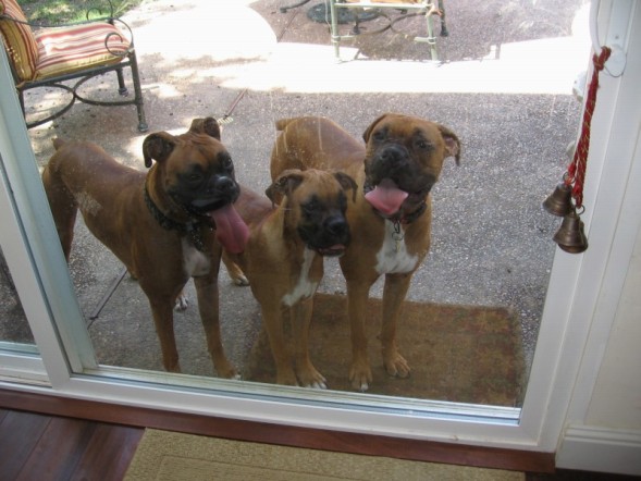 3 dogs02
