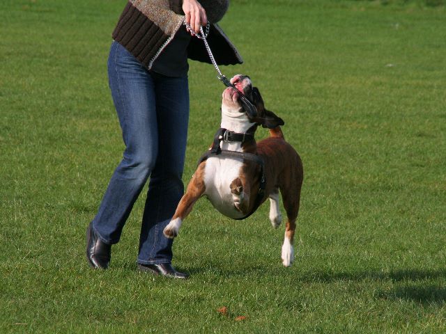 3 legged dog...