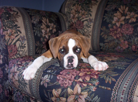 3 months old
