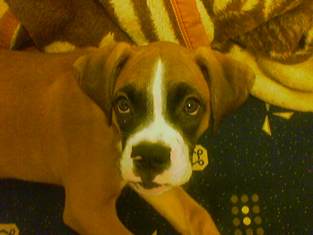 3 months old