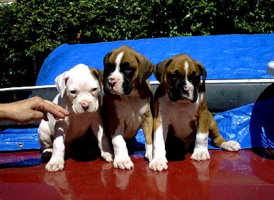 3 Musketeers