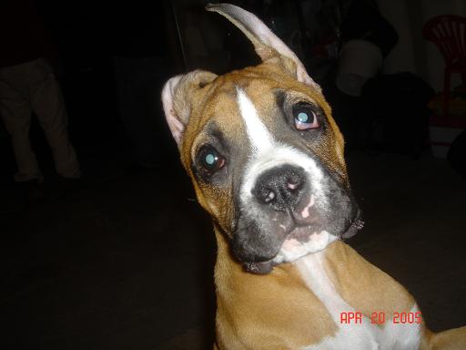3 weeks after ear cropped