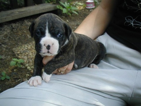3 weeks old