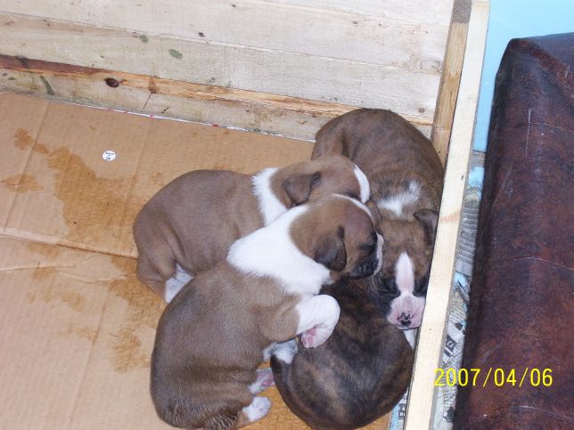 3 weeks old