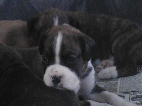 3 Weeks Old