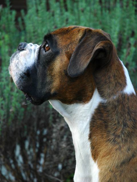3yo Henri
