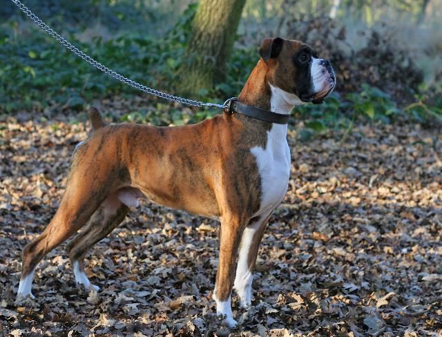 3yo Henri