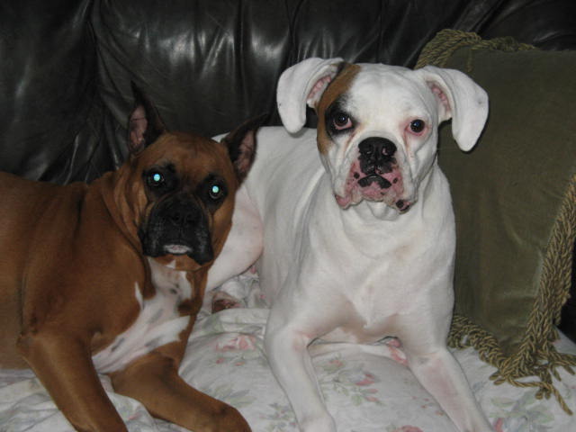 3yr old Precious, & Dasie our rescued whitie