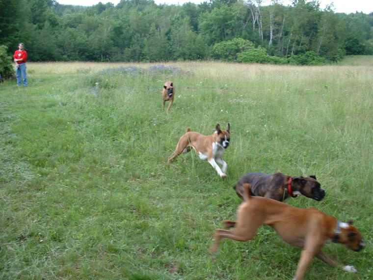 4 dogs running