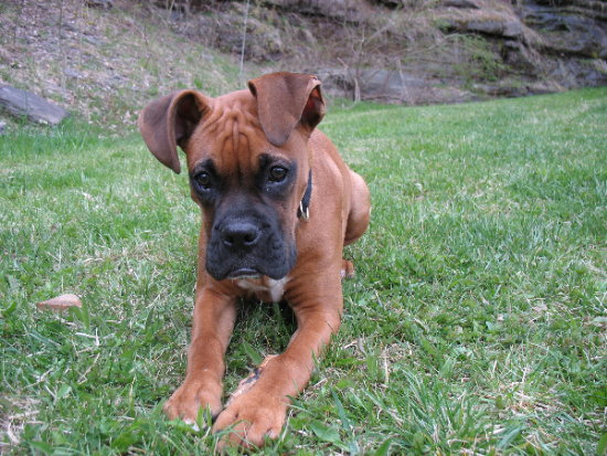 4 months old