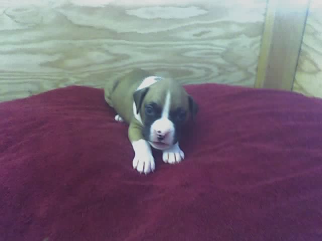 4 weeks