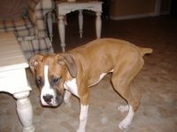 5 mo old...too skinny?