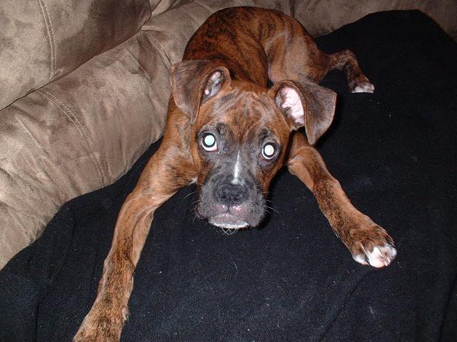 5 months today !!!!!!! WOOOOWIE and i even get a blanket on the couch