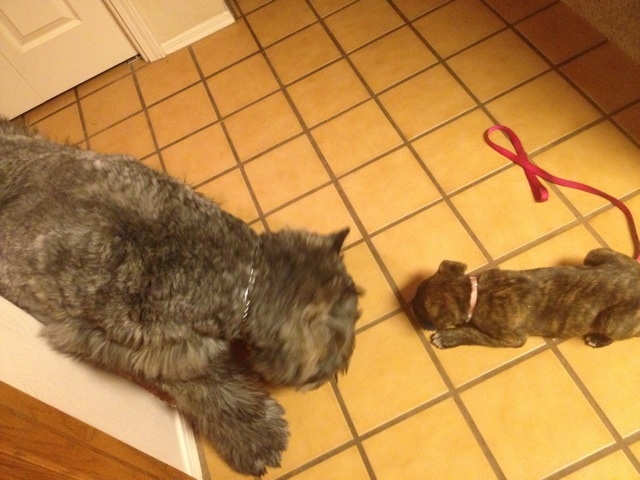 5 week old Maya (boxer) and 1 year old Chaco (bouvier des flandres)