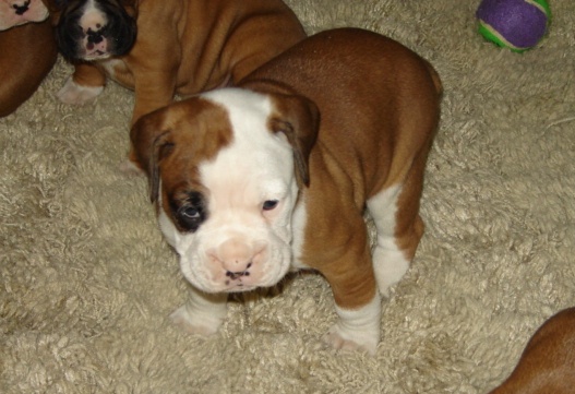 5 Weeks
