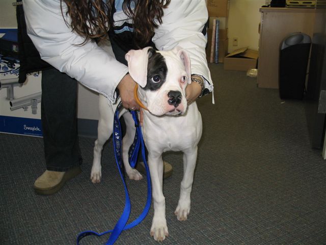 6 Month old Tunney