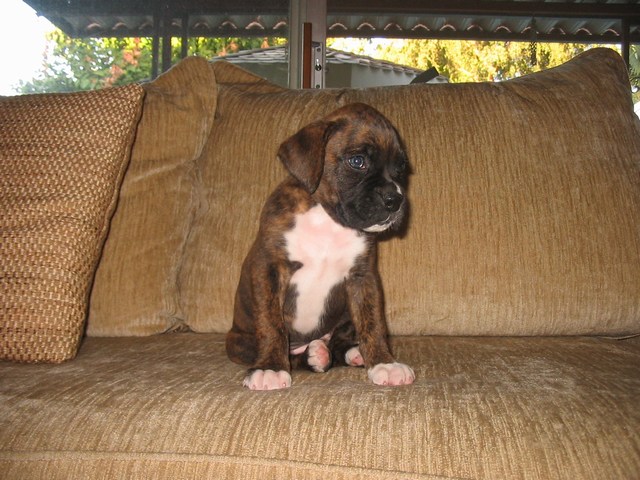 6 weeks old