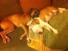 6month old Boxer Tex