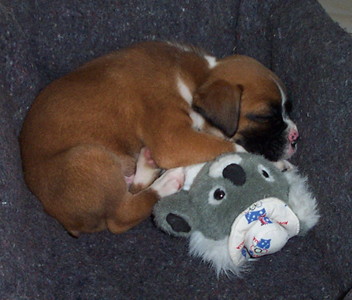 7 week old baby Blitz