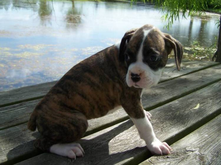 7 Weeks - Female Brindle