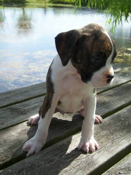 7 Weeks