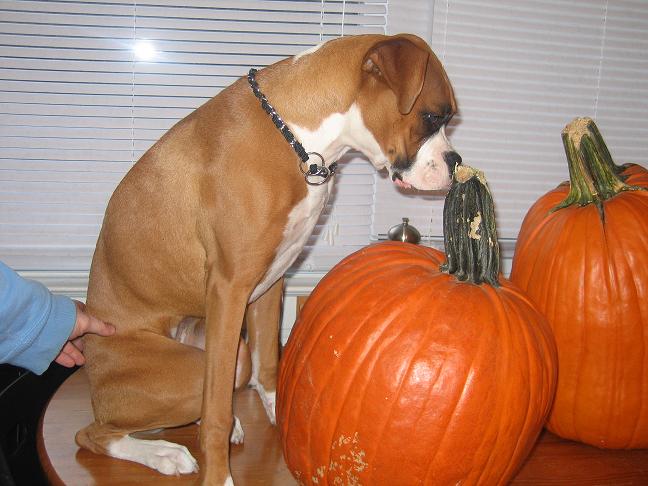 8 month old pumpkin picking
